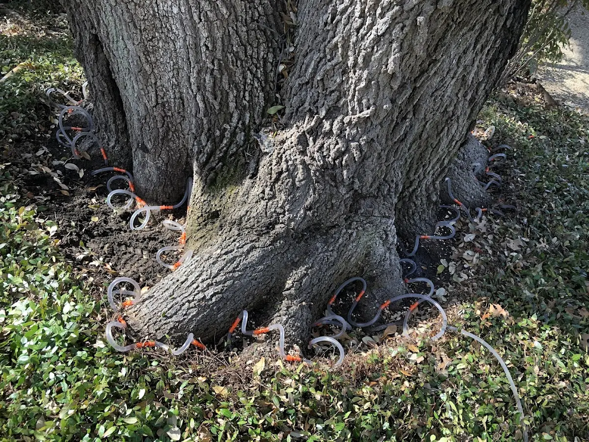 Detailed Tree Cabling and Bracing job site in La Motte