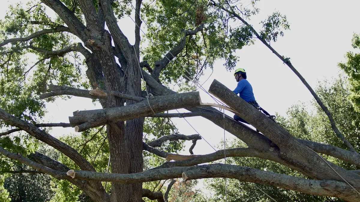 Professional Hazardous Tree Removal performed by certified arborists in La Motte
