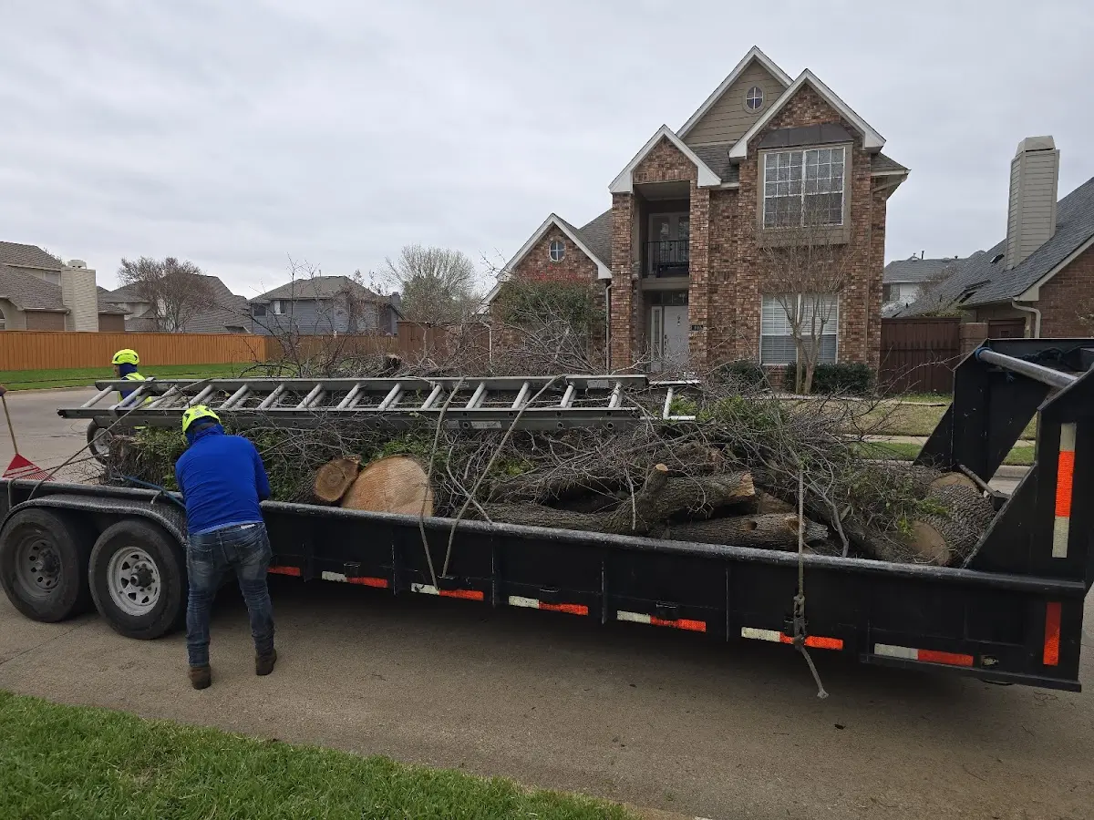 Expert Tree Pest Control with proper safety equipment in La Motte